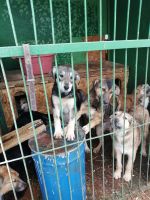 18.01.2020_dom_dlya_sharika_2