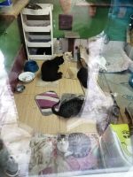 18.01.2020_dom_dlya_sharika_4